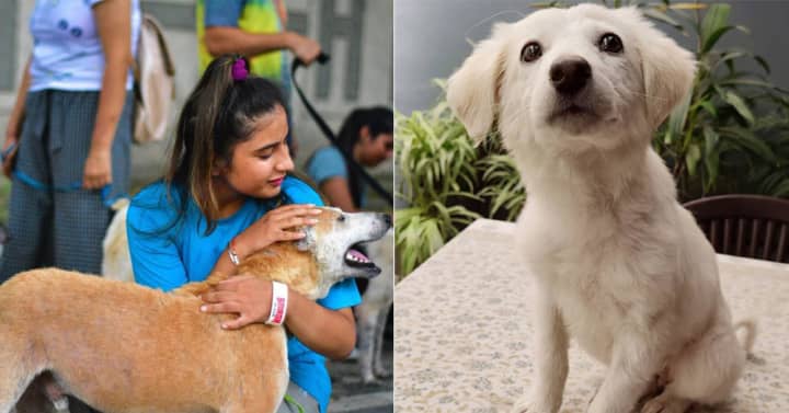 7 Best Animal Shelters To Volunteer At In Delhi NCR | So Delhi
