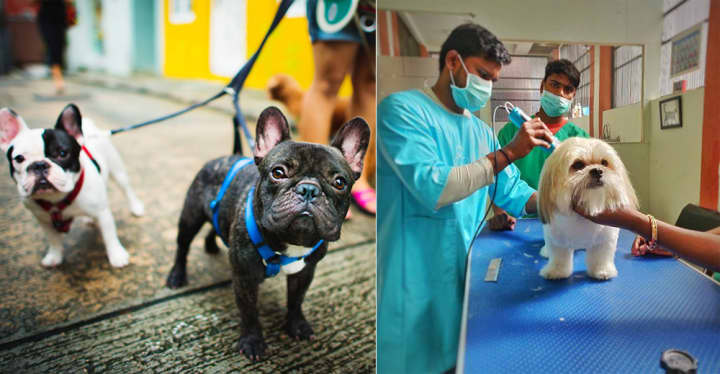 10 Best Pet Clinics In Delhi For All Pet Owners | So Delhi